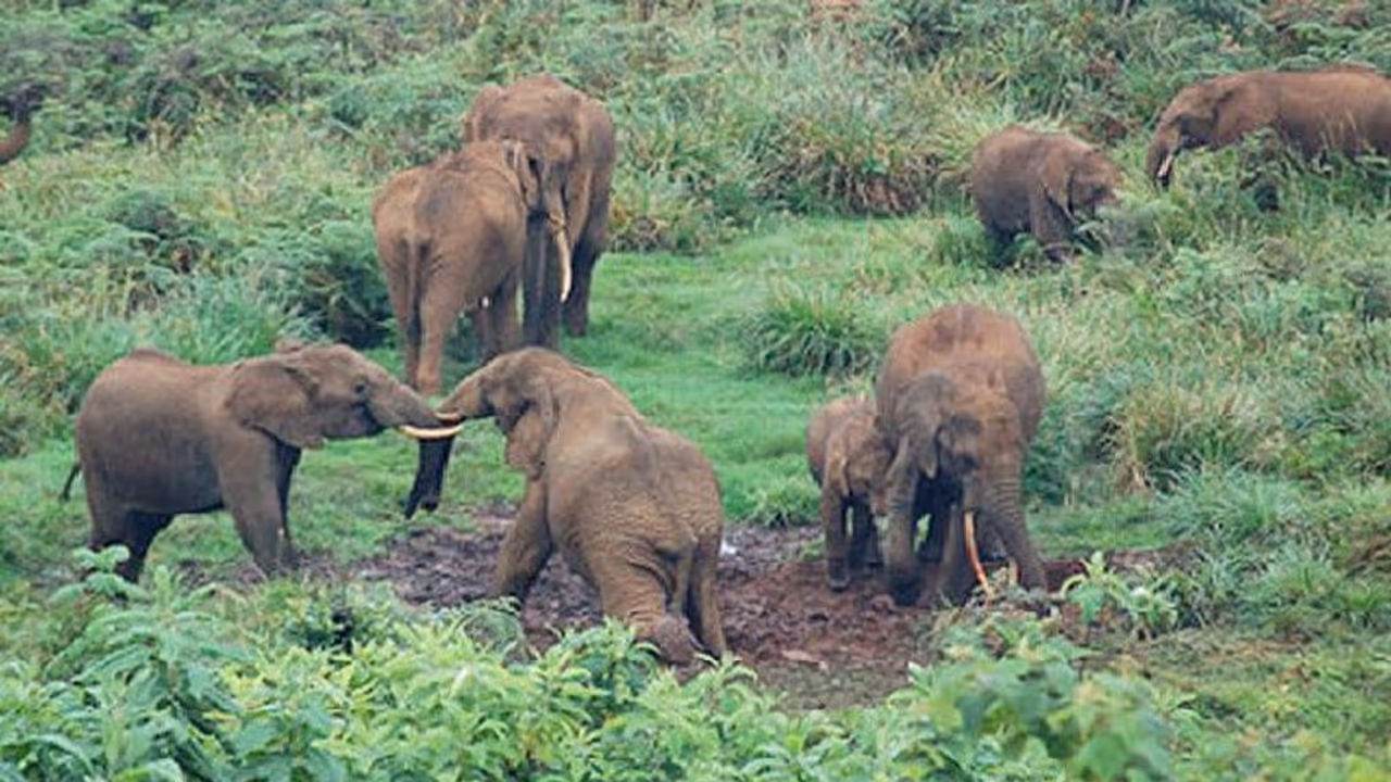 ಕಾಡಾನೆ ಸಾವು: ವ್ಯಕ್ತಿ ಬಂಧನ