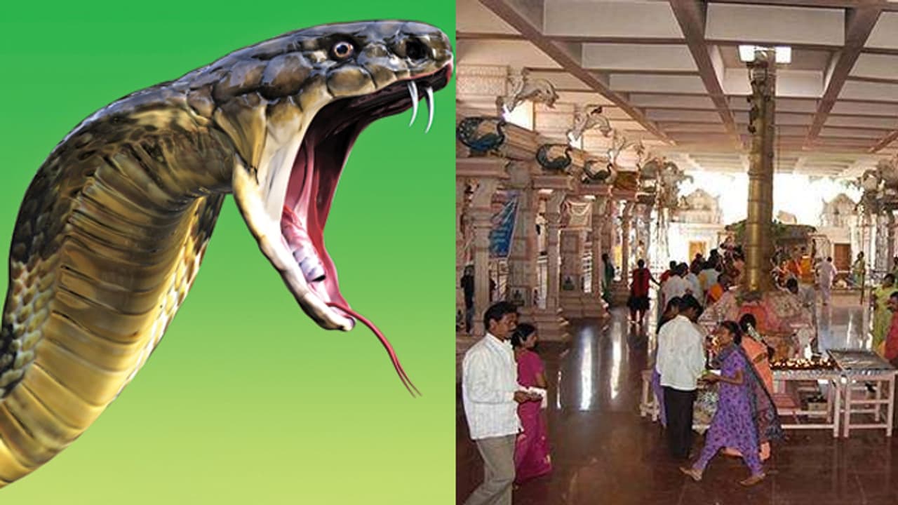 దివిసీమను వణికిస్తున్న పాములు.. మోపిదేవి ఆలయంలో జనాల పూజలు దివిసీమను వణికిస్తున్న పాములు.. మోపిదేవి ఆలయంలో జనాల పూజలు