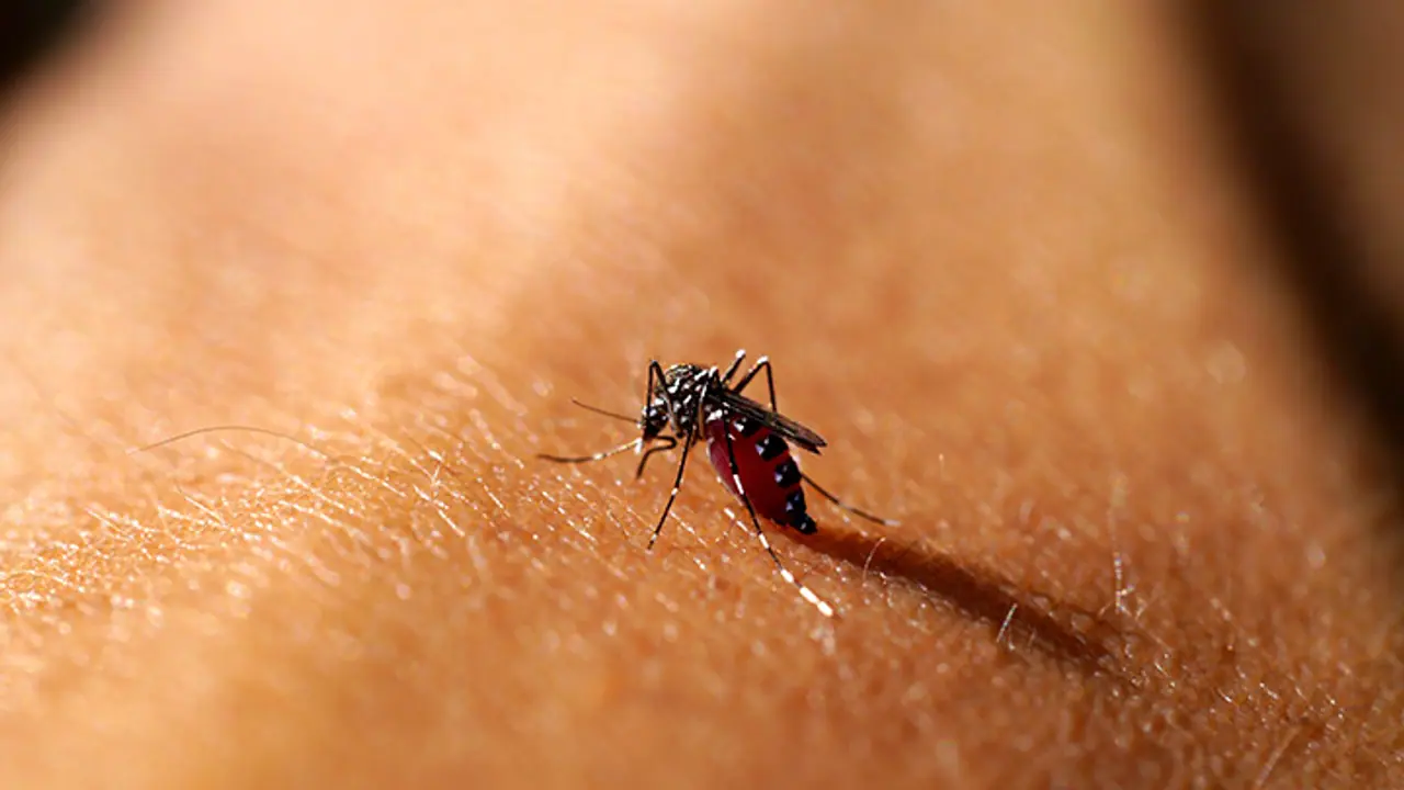 Breakthrough: Hepatitis medicine to cure drug resistant malaria Breakthrough: Hepatitis medicine to cure drug resistant malaria