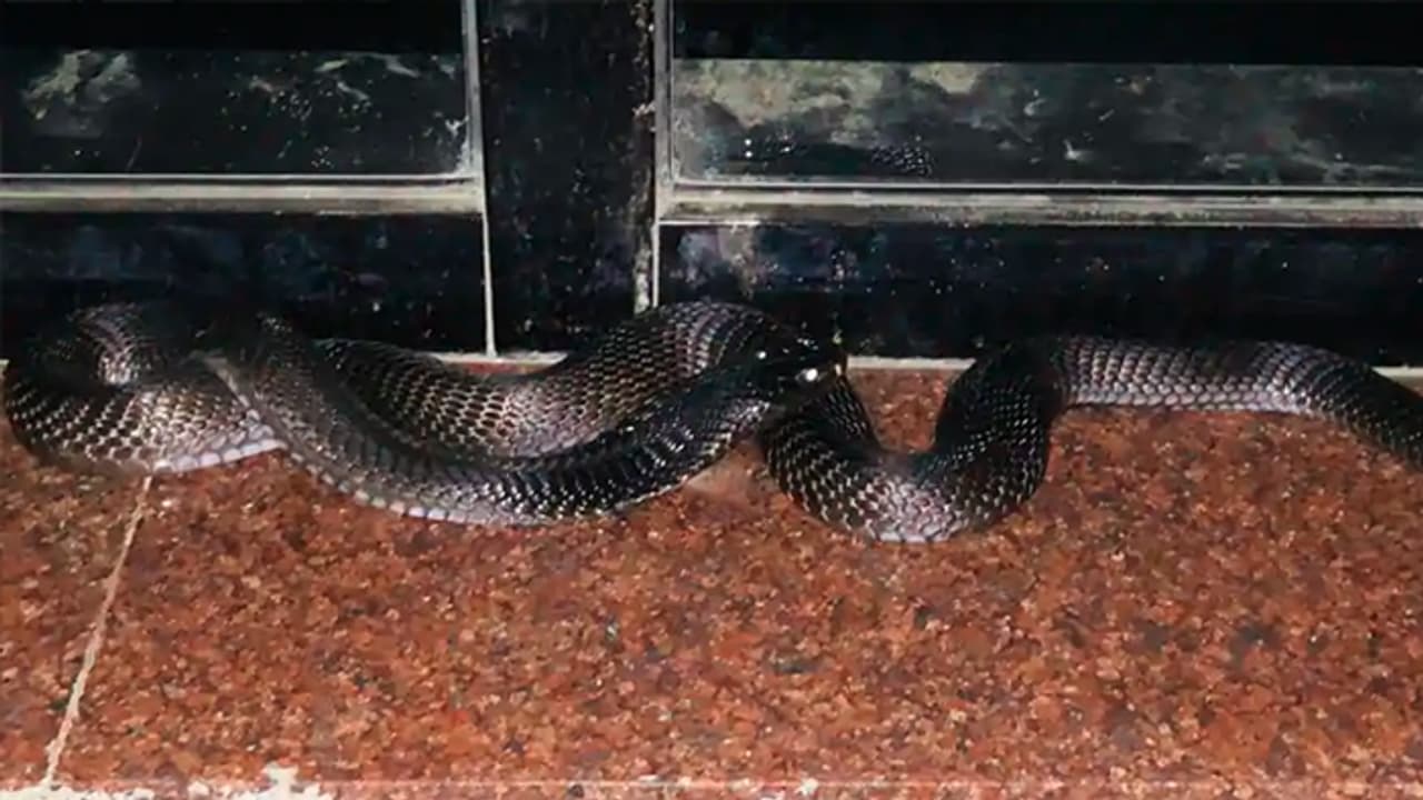 പാമ്പുകടി കുറയ്ക്കാൻ 'സർപ്പയാഗം'; ആന്ധ്രാപ്രദേശ് സർക്കാർ തീരുമാനം വിവാദത്തിൽ പാമ്പുകടി കുറയ്ക്കാൻ 'സർപ്പയാഗം'; ആന്ധ്രാപ്രദേശ് സർക്കാർ തീരുമാനം വിവാദത്തിൽ