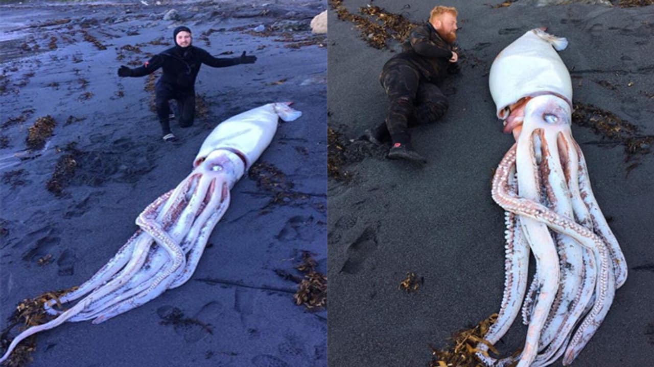 അത് സ്രാവല്ല; കടല്തീരത്ത് അണഞ്ഞ ജീവിയെ കണ്ട് ഞെട്ടി നാട്ടുകാര് അത് സ്രാവല്ല; കടല്തീരത്ത് അണഞ്ഞ ജീവിയെ കണ്ട് ഞെട്ടി നാട്ടുകാര്