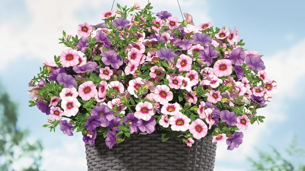 ಮನೆ ಸುಂದರವಾಗಿರಲಿ, ಕಾಲಕ್ಕೆ ತಕ್ಕ ಗಿಡ ನೆಡಿ