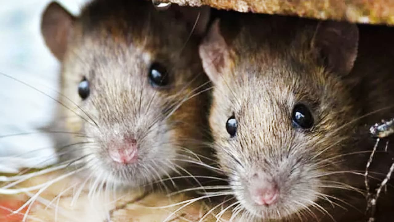 எலி காய்ச்சல் அதிகரிக்க வாய்ப்புள்ளது: கேரள சுகாதாரத்துறை அமைச்சர் வீணா ஜார்ஜ் எச்சரிக்கை!