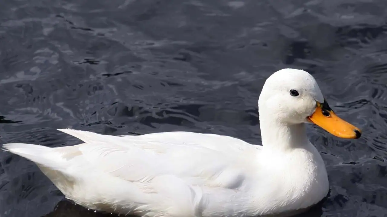 ಬಾತುಕೋಳಿ ಈಜಾಡಿದರೆ ಕೆರೆಗಳಲ್ಲಿ ಆಮ್ಲಜನಕ ವೃದ್ಧಿ: ತ್ರಿಪುರ ಸಿಎಂ