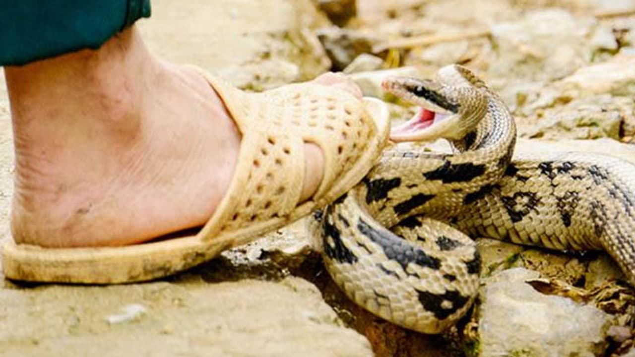 దివిసీమను వదలని పాములు.. ఒక్క రోజులో 10 మందికి పాము కాటు