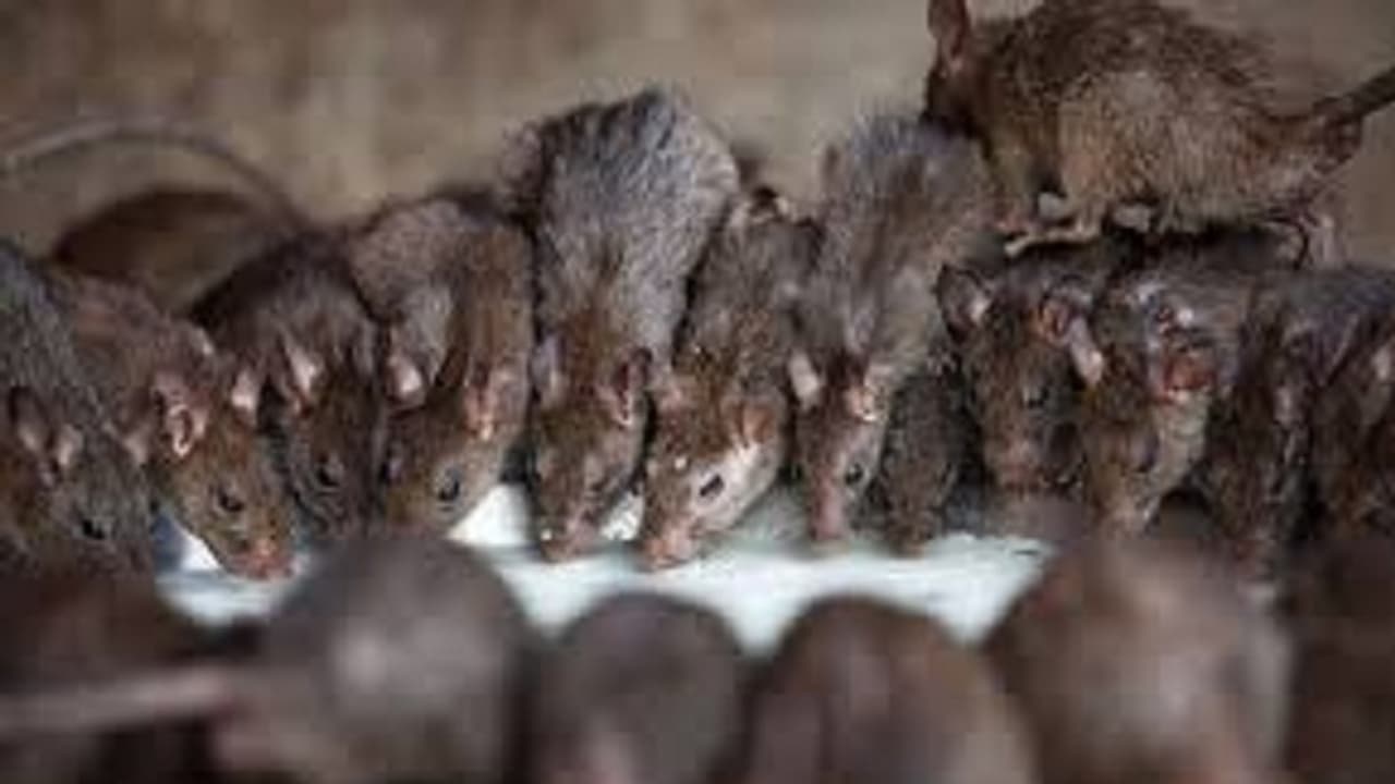 പനിയെങ്കില് നിര്ബന്ധമായും ചികിത്സ തേടണം, എലിപ്പനി മരണം ഒഴിവാക്കാന് ഡോക്സിസൈക്ലിന് കഴിക്കണമെന്ന് മന്ത്രി പനിയെങ്കില് നിര്ബന്ധമായും ചികിത്സ തേടണം, എലിപ്പനി മരണം ഒഴിവാക്കാന് ഡോക്സിസൈക്ലിന് കഴിക്കണമെന്ന് മന്ത്രി