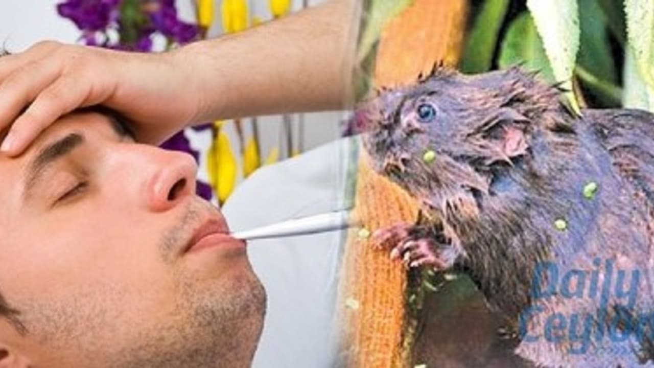 എലിപ്പനി ബാധിച്ച് ഇന്ന് അഞ്ച് മരണം കൂടി