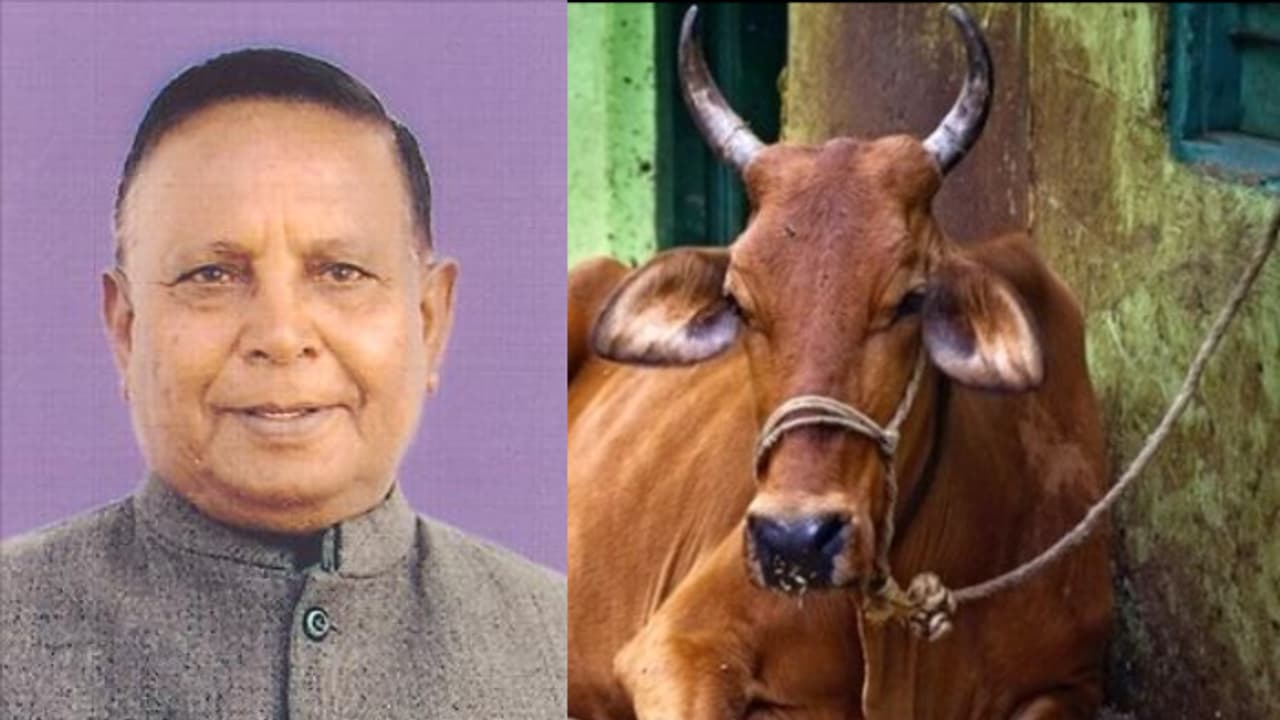 പശുവിന്റെ കുത്തേറ്റ ബിജെപി എംപിയുടെ നില ഗുരുതരം പശുവിന്റെ കുത്തേറ്റ ബിജെപി എംപിയുടെ നില ഗുരുതരം