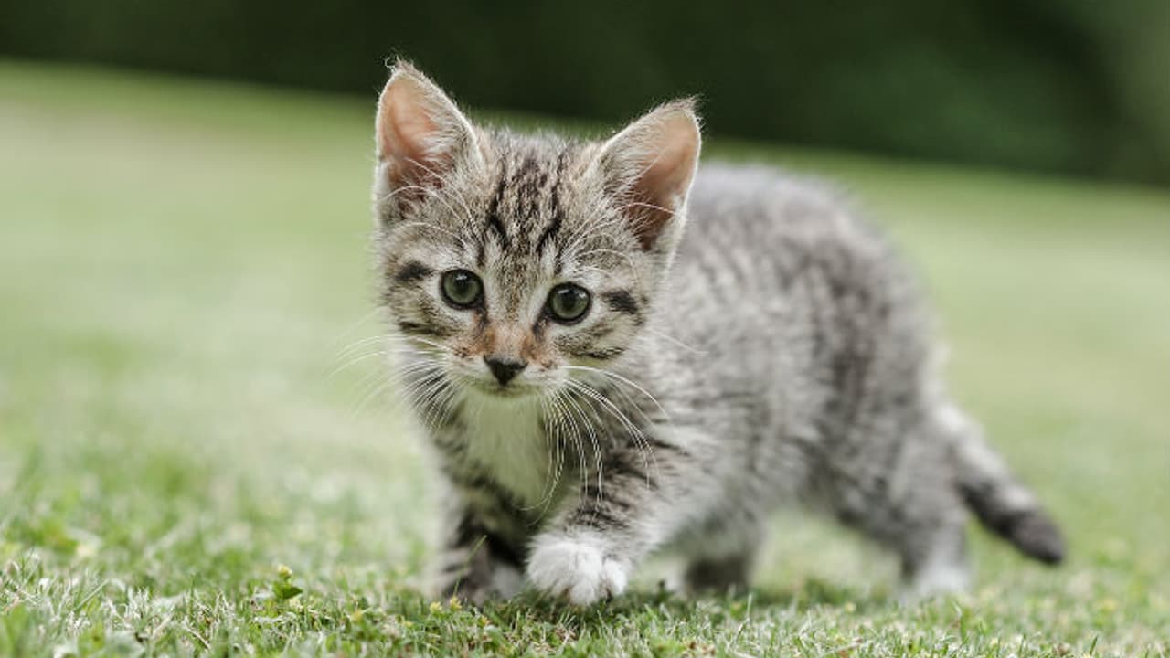 പൂച്ചകളെ നിരോധിക്കാനൊരുങ്ങി ഒരു ഗ്രാമം; കാരണം ഇതാണ്... പൂച്ചകളെ നിരോധിക്കാനൊരുങ്ങി ഒരു ഗ്രാമം; കാരണം ഇതാണ്...