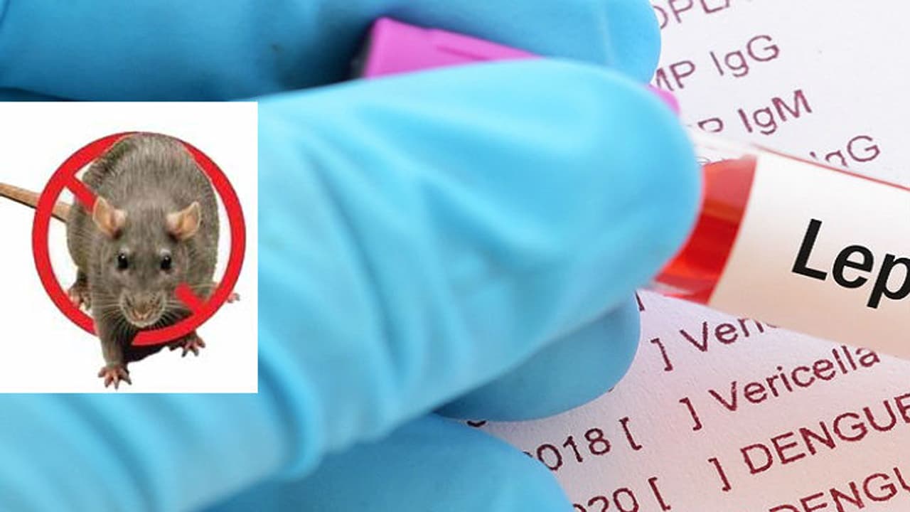 എലിപ്പനി പടരുന്നു: പ്രതിരോധമരുന്ന് എത്തിയില്ല എലിപ്പനി പടരുന്നു: പ്രതിരോധമരുന്ന് എത്തിയില്ല