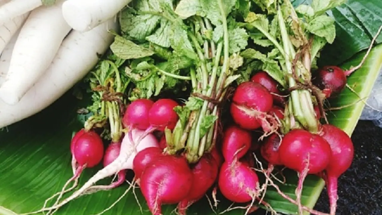 ಮೂಲವ್ಯಾಧಿಗೆ ಮದ್ದಾಗುವ ಮೂಲಂಗಿ ಮತ್ಯಾವುದಕ್ಕೆ ಮದ್ದು? ಮೂಲವ್ಯಾಧಿಗೆ ಮದ್ದಾಗುವ ಮೂಲಂಗಿ ಮತ್ಯಾವುದಕ್ಕೆ ಮದ್ದು?