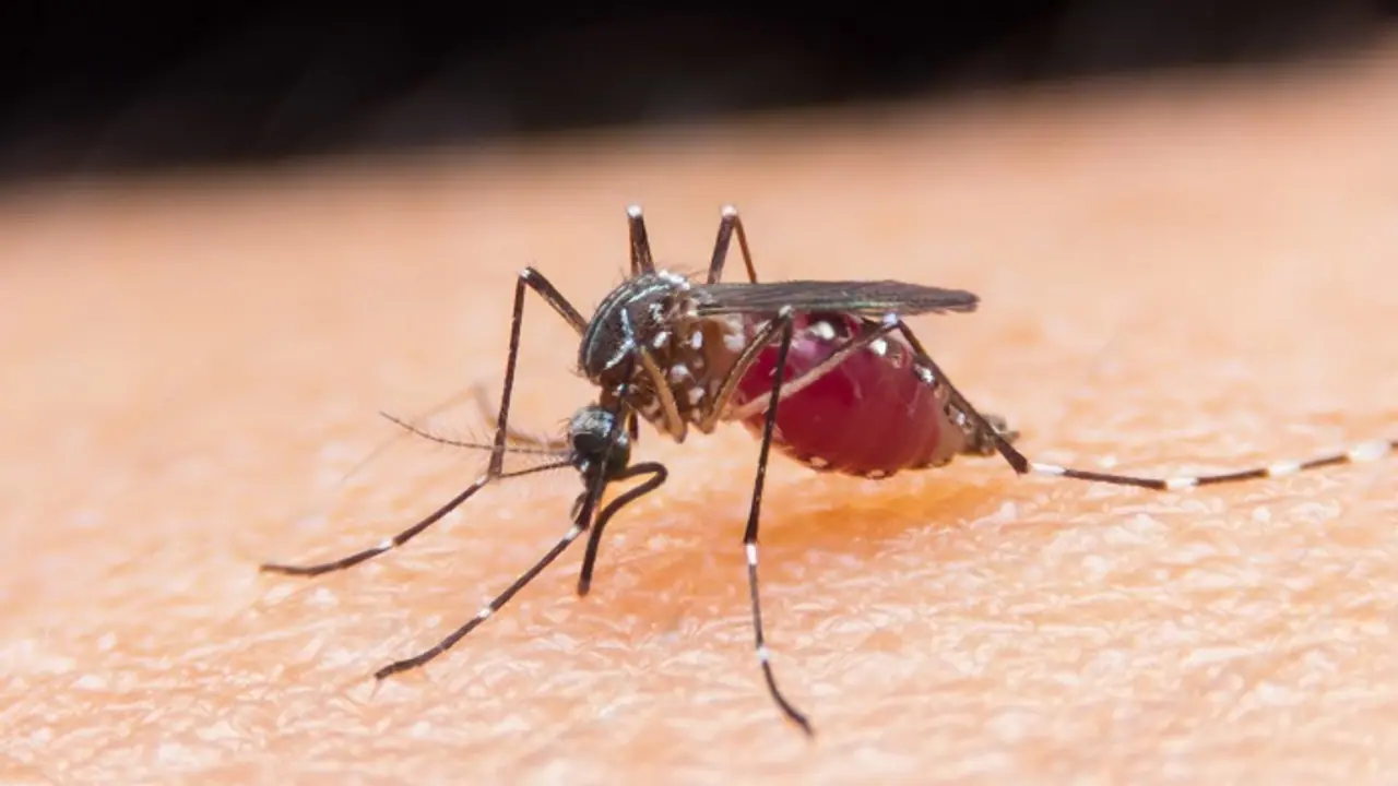 India records a 24% decline in malaria cases in 2017: WHO report