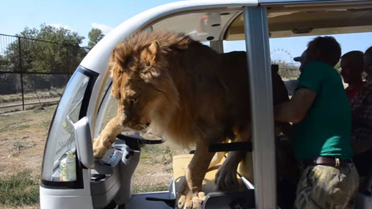 ടൂറിസ്റ്റുകള് സഞ്ചരിച്ച വാഹനത്തിലേക്ക് ചാടിക്കയറി സിംഹം ടൂറിസ്റ്റുകള് സഞ്ചരിച്ച വാഹനത്തിലേക്ക് ചാടിക്കയറി സിംഹം