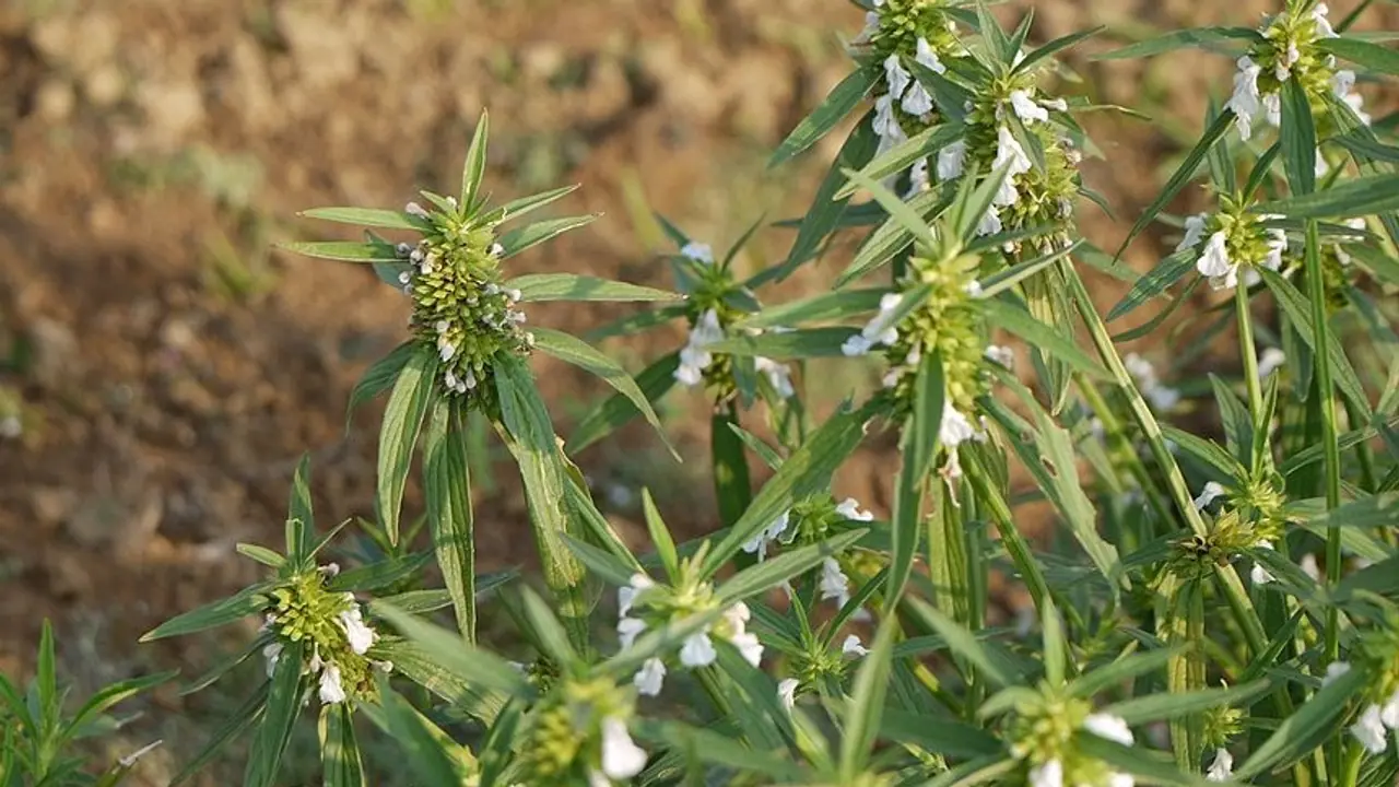 ತುಂಬೆ ಗಿಡದ ತುಂಬಾ ತುಂಬಿದೆ ಆರೋಗ್ಯ ತುಂಬೆ ಗಿಡದ ತುಂಬಾ ತುಂಬಿದೆ ಆರೋಗ್ಯ