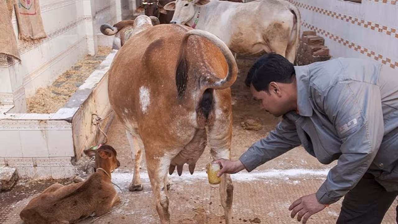 గో మూత్రం తాగండి, నేనూ తాగుతున్నా.. కరోనాకు విరుగుడు చెప్పిన బిజెపి ఎమ్మెల్యే గో మూత్రం తాగండి, నేనూ తాగుతున్నా.. కరోనాకు విరుగుడు చెప్పిన బిజెపి ఎమ్మెల్యే