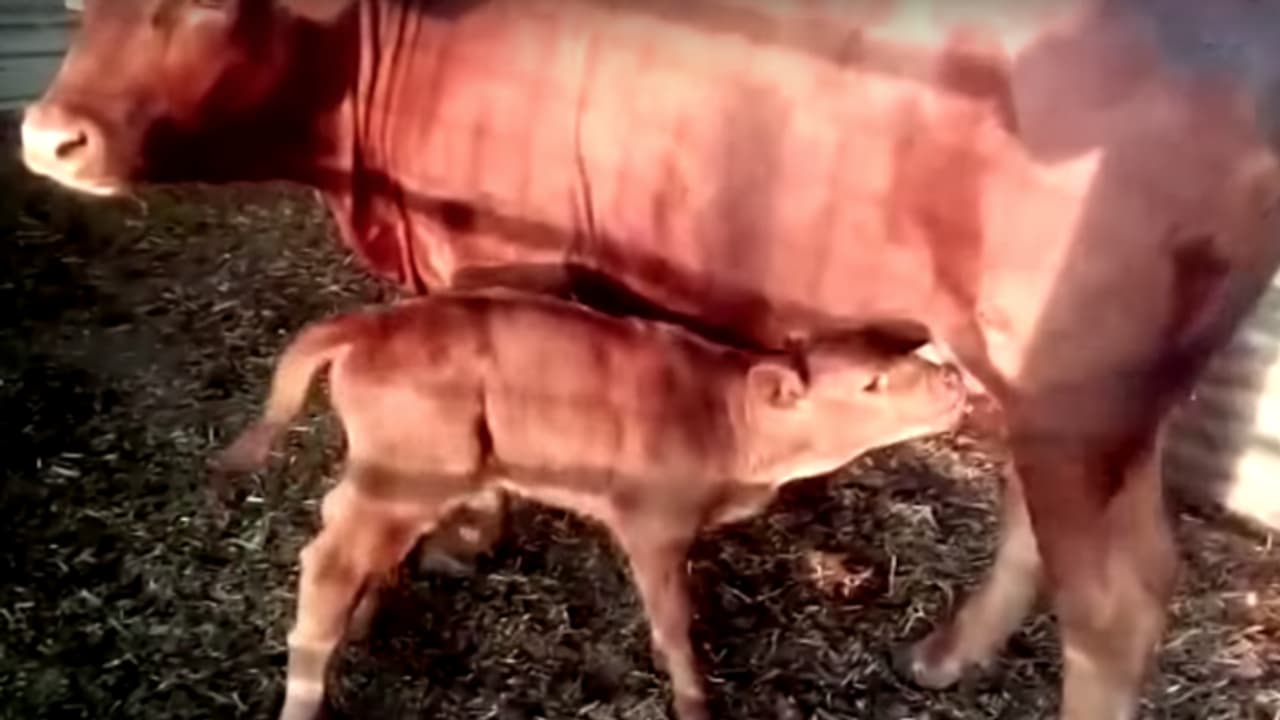 ജറുസലേമിൽ ചുവന്ന പശുക്കുട്ടി; ലോകാവസാനമെന്ന് മതപുരോഹിതർ ജറുസലേമിൽ ചുവന്ന പശുക്കുട്ടി; ലോകാവസാനമെന്ന് മതപുരോഹിതർ