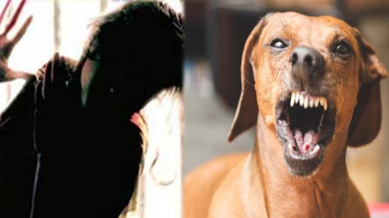 ఆస్తి కోసం కొడుకు దారుణం... తండ్రిపై కుక్కను వదిలి..!! ఆస్తి కోసం కొడుకు దారుణం... తండ్రిపై కుక్కను వదిలి..!!