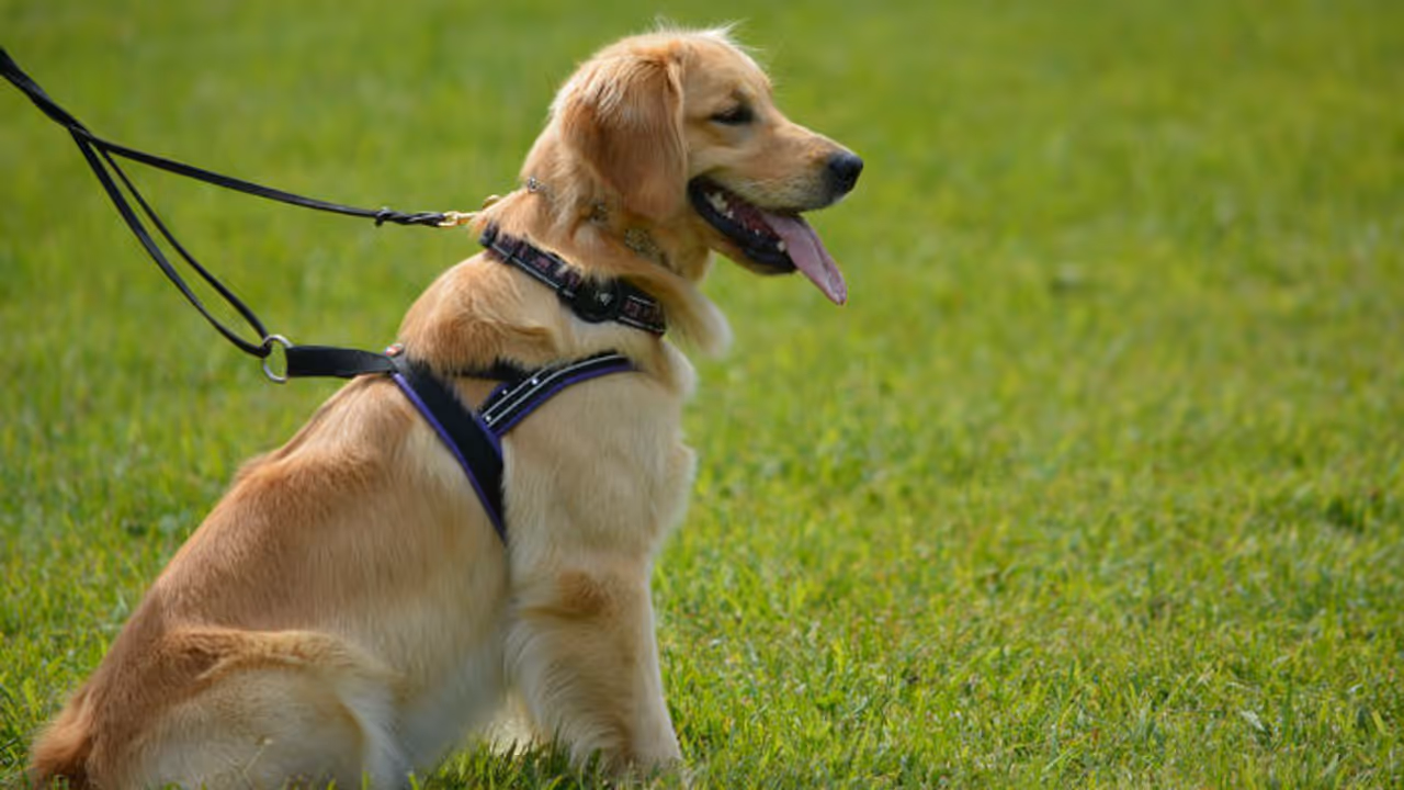 വീട്ടില് വളര്ത്തുനായ്ക്കളുള്ളവര് സൂക്ഷിക്കുക; പതിയിരിക്കുന്ന അപകടം തിരിച്ചറിയുക! വീട്ടില് വളര്ത്തുനായ്ക്കളുള്ളവര് സൂക്ഷിക്കുക; പതിയിരിക്കുന്ന അപകടം തിരിച്ചറിയുക!