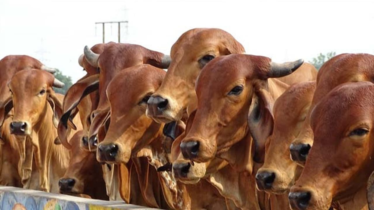 Madhya Pradesh: Shivraj Singh Chouhan to set up cow ministry ahead of polls