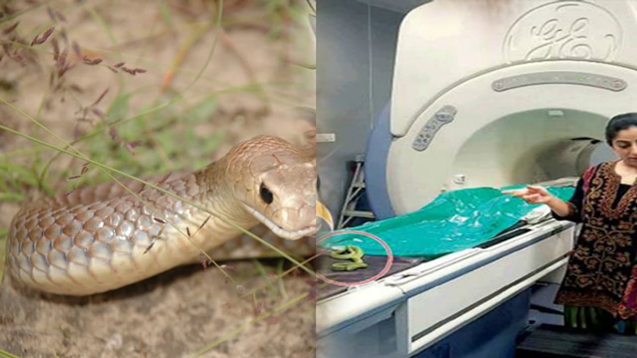 గాయపడిన పాముకు చికిత్స.. ఎంఆర్ఐ, సీటీ స్కాన్ గాయపడిన పాముకు చికిత్స.. ఎంఆర్ఐ, సీటీ స్కాన్