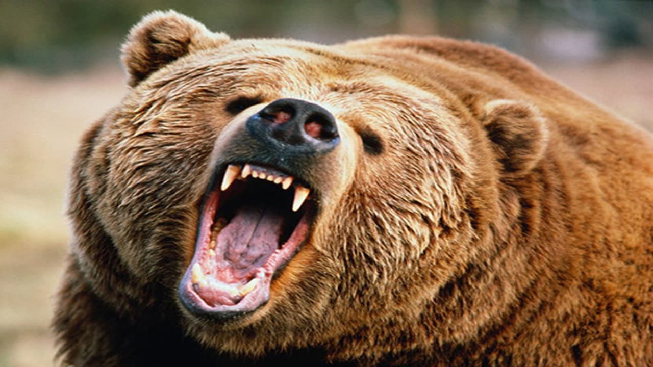 కరీంనగర్లో ఎలుగుబంటి హల్చల్...పరుగులు పెట్టిన పేపర్ బాయ్స్ కరీంనగర్లో ఎలుగుబంటి హల్చల్...పరుగులు పెట్టిన పేపర్ బాయ్స్