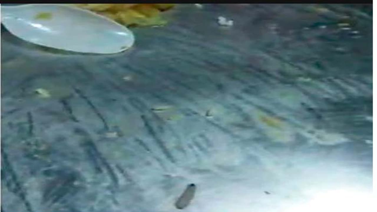 ప్రభుత్వాస్పత్రిలో దారుణం...రోగులకు పురుగులన్నం పంపిణీ ప్రభుత్వాస్పత్రిలో దారుణం...రోగులకు పురుగులన్నం పంపిణీ