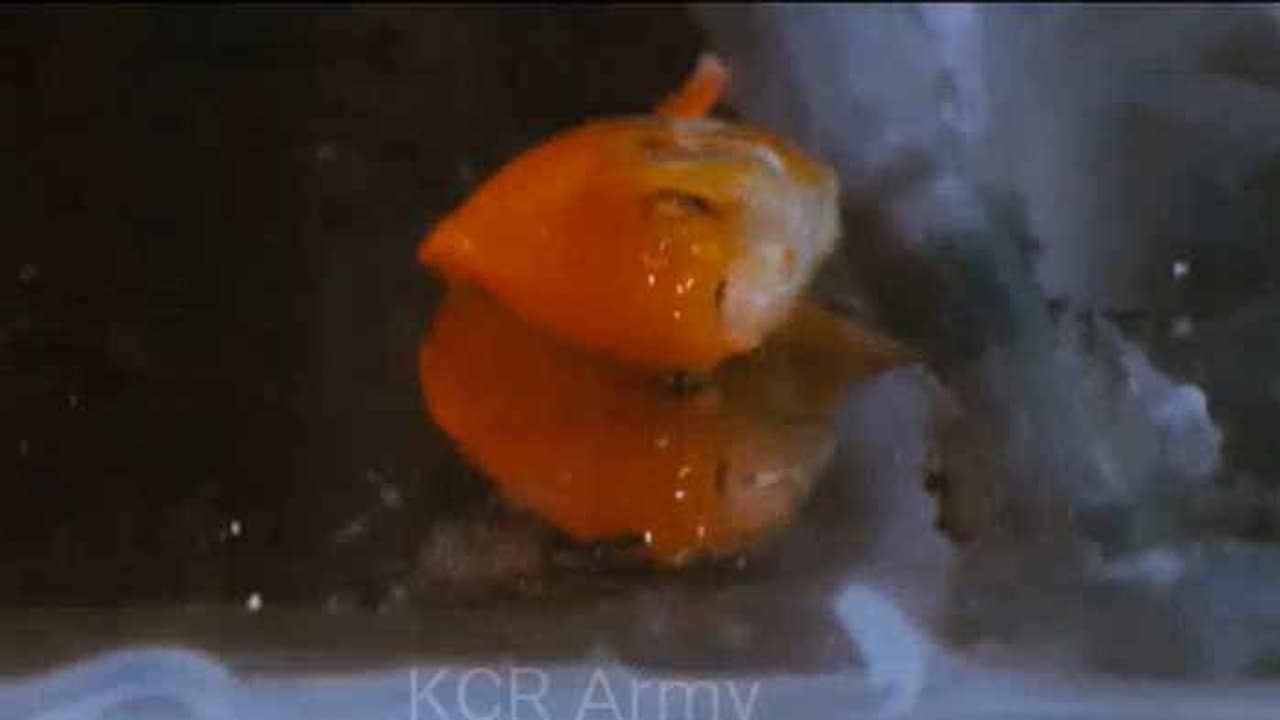 కేసీఆర్ ప్రచార వీడియో: చేపను చంపిన కాంగ్రెస్..మరి టీఆర్ఎస్