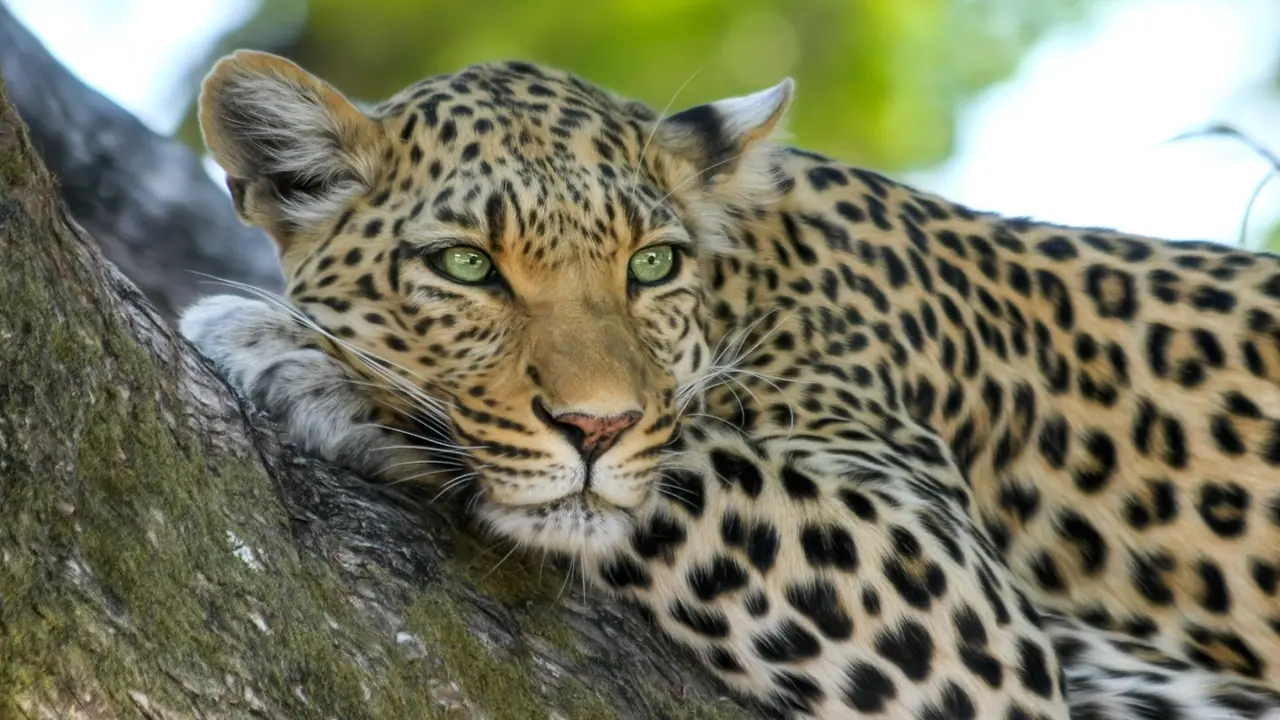 പാലക്കാട് കെണിയില് കുടുങ്ങി അവശനിലയിലായ പുലി ചത്തു പാലക്കാട് കെണിയില് കുടുങ്ങി അവശനിലയിലായ പുലി ചത്തു