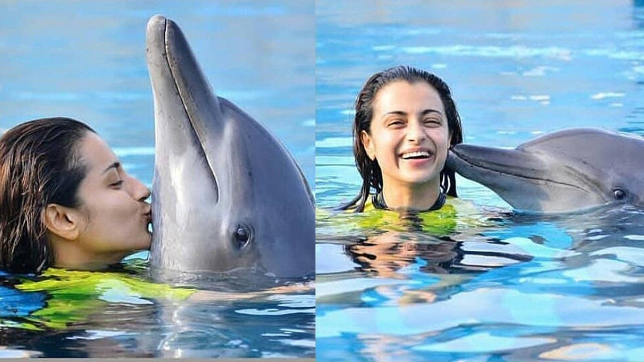 நீச்சல் குளத்தில் டால்ஃபினுடன் ஃபோட்டொ! புது சர்ச்சையில் சிக்கிய திரிஷா; நீச்சல் குளத்தில் டால்ஃபினுடன் ஃபோட்டொ! புது சர்ச்சையில் சிக்கிய திரிஷா;