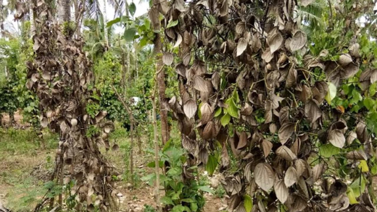 പ്രളയം കഴിഞ്ഞിട്ടും തീരാസങ്കടങ്ങളില് പുല്പ്പള്ളിയിലെ കര്ഷകര് പ്രളയം കഴിഞ്ഞിട്ടും തീരാസങ്കടങ്ങളില് പുല്പ്പള്ളിയിലെ കര്ഷകര്