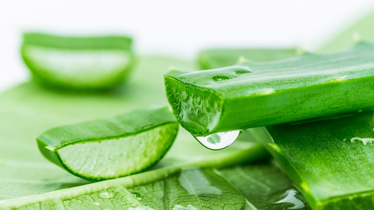 വരണ്ടചർമ്മം അകറ്റാൻ കറ്റാർവാഴ ജെൽ വരണ്ടചർമ്മം അകറ്റാൻ കറ്റാർവാഴ ജെൽ