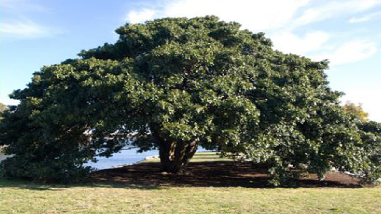 40 ವರ್ಷಗಳ ನಂತರ ದೊರಕಿದ ಕೊಲೆಯಾದ ವ್ಯಕ್ತಿಯ ಶವ 40 ವರ್ಷಗಳ ನಂತರ ದೊರಕಿದ ಕೊಲೆಯಾದ ವ್ಯಕ್ತಿಯ ಶವ