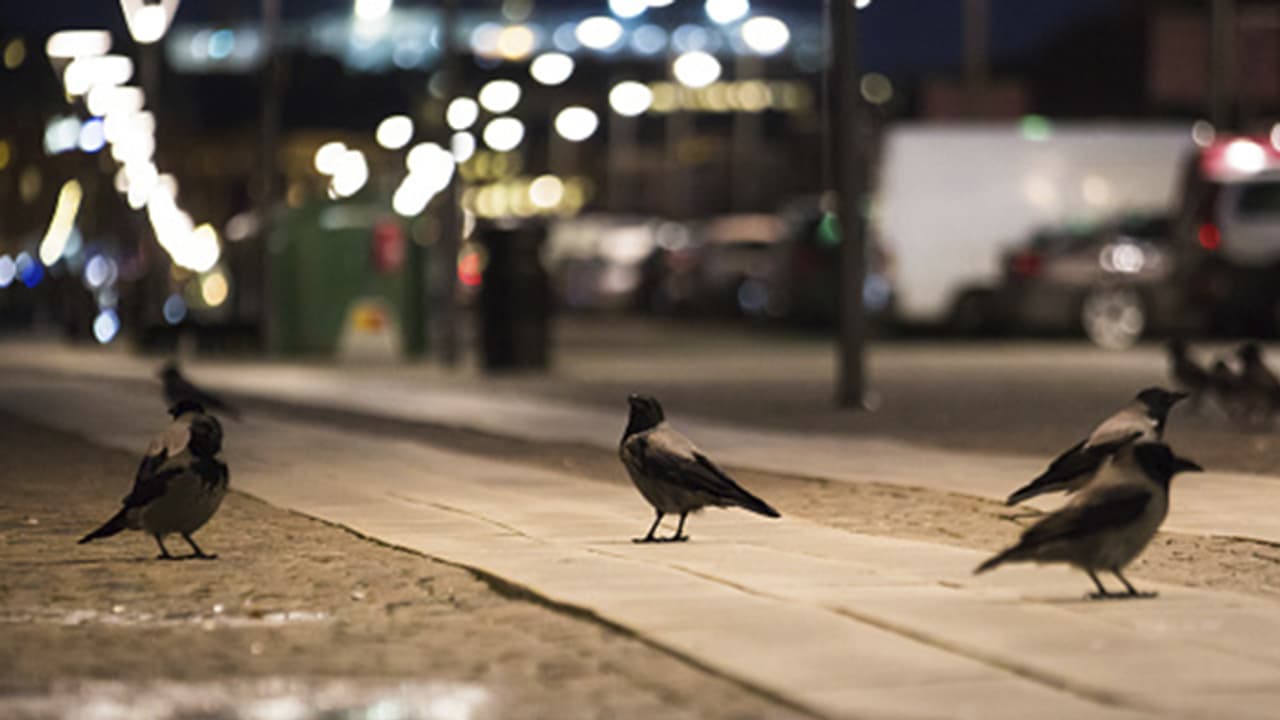 ചിക്കൻ സ്റ്റാളുകളിൽ കാക്കയിറച്ചി വിറ്റു: രണ്ടുപേര് പിടിയില് ചിക്കൻ സ്റ്റാളുകളിൽ കാക്കയിറച്ചി വിറ്റു: രണ്ടുപേര് പിടിയില്