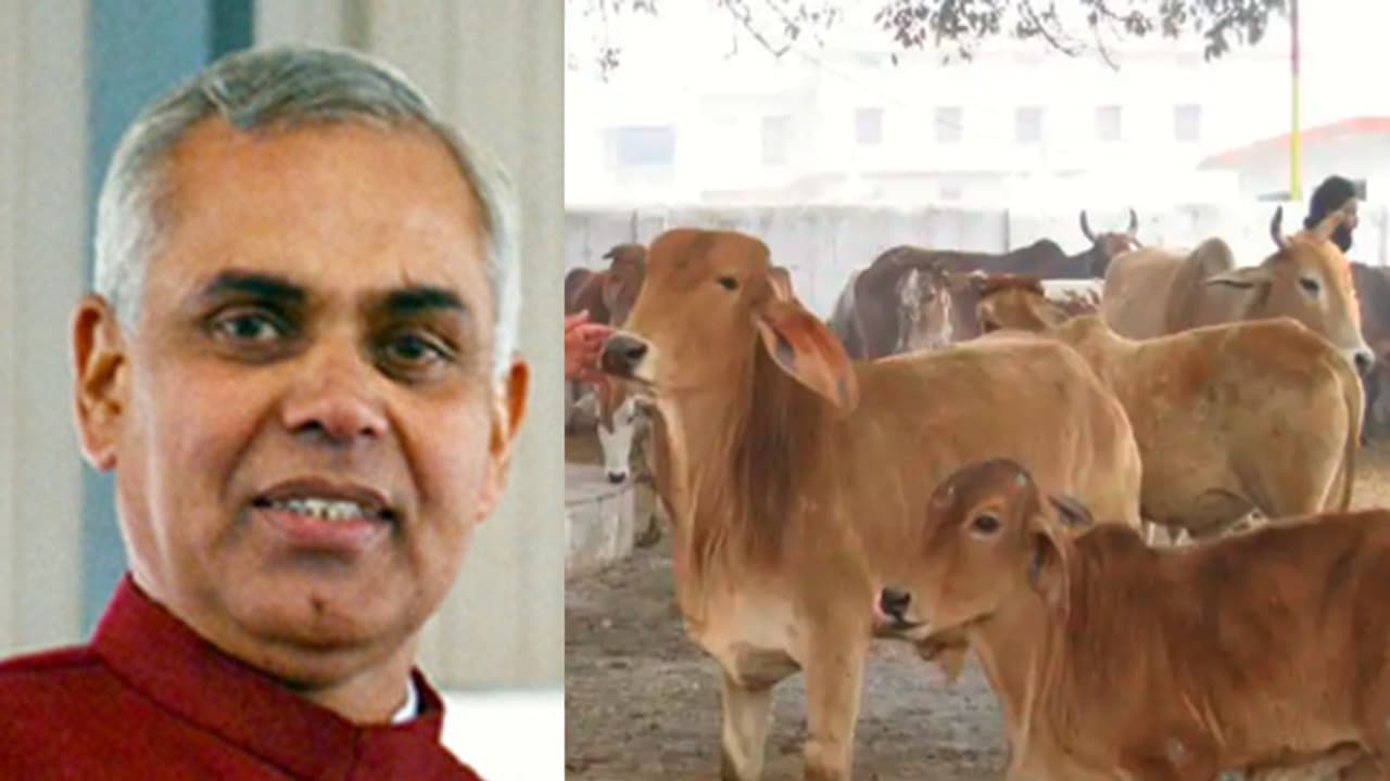 ജേഴ്സി പശുക്കളുടെ പാല് അക്രമവാസന വളര്ത്തും: ഹിമാചൽ ഗവർണർ ജേഴ്സി പശുക്കളുടെ പാല് അക്രമവാസന വളര്ത്തും: ഹിമാചൽ ഗവർണർ