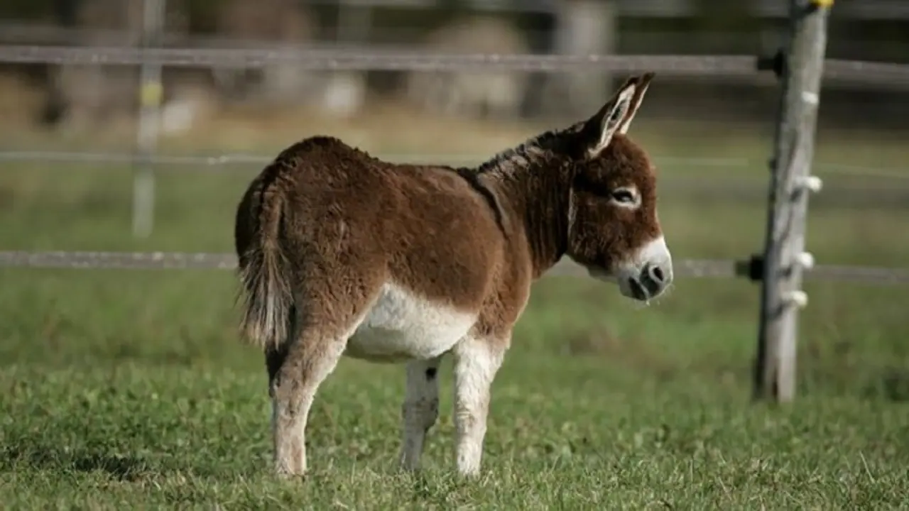 ಮರಿ ಕತ್ತೆ ಕಥೆ ಗೊತ್ತಾ? ಮರಿ ಕತ್ತೆ ಕಥೆ ಗೊತ್ತಾ?