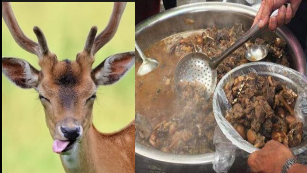 ಜಿಂಕೆ ಕೊಂದು ತಿಂದ ಇಬ್ಬರ ಬಂಧನ..! ಜಿಂಕೆ ಕೊಂದು ತಿಂದ ಇಬ್ಬರ ಬಂಧನ..!