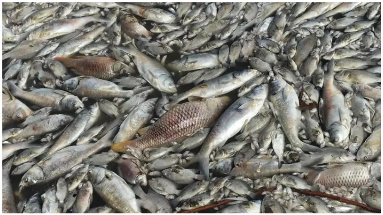 ಬಾಗಲಕೋಟೆ: ಮಳೆ ಇಲ್ಲದೇ ಅಸುನೀಗುತ್ತಿರುವ ಜಲಚರಗಳು..! ಬಾಗಲಕೋಟೆ: ಮಳೆ ಇಲ್ಲದೇ ಅಸುನೀಗುತ್ತಿರುವ ಜಲಚರಗಳು..!