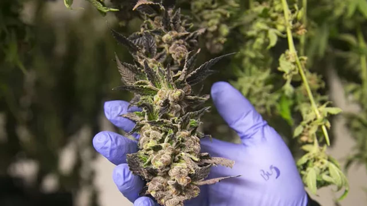 കഞ്ചാവ് നിയമവിധേയമാക്കുന്ന ആദ്യ ഏഷ്യന് രാജ്യമാകാന് മലേഷ്യ കഞ്ചാവ് നിയമവിധേയമാക്കുന്ന ആദ്യ ഏഷ്യന് രാജ്യമാകാന് മലേഷ്യ