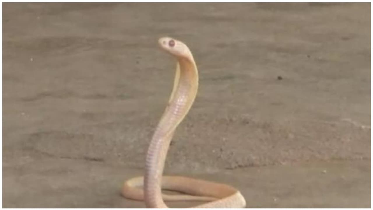 శివరాత్రి రోజు ఆలయంలోకి శ్వేత నాగు..!