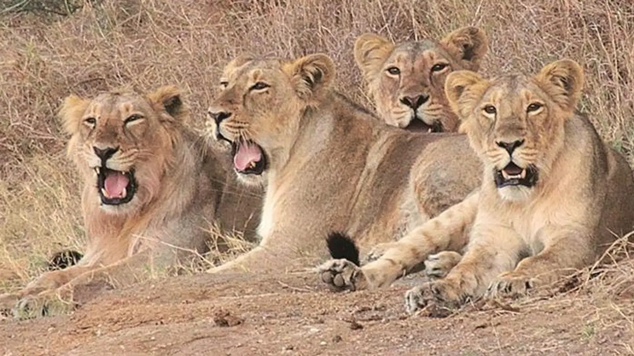 Gir lions dying due to CDV: All you need to know about the highly contagious viral infection