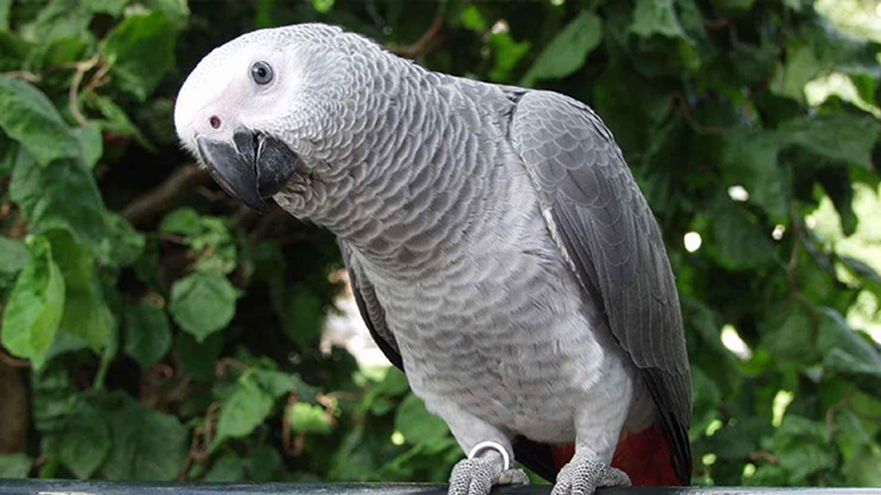 ಒಡತಿ ಇಲ್ಲದಾಗ ಭರ್ಜರಿ ಶಾಪಿಂಗ್‌ ಮಾಡಿದ ಗಿಳಿ!