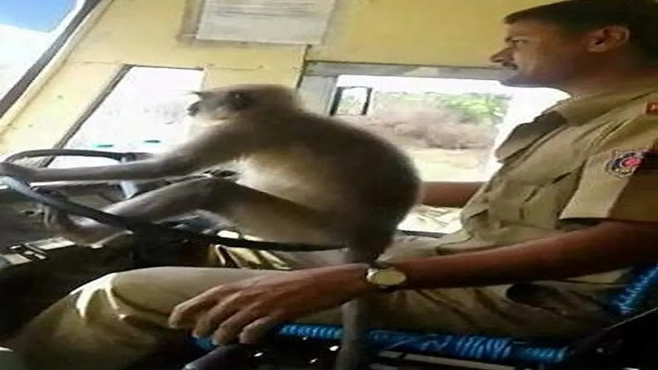 ಪಾಕಿಸ್ತಾನದಲ್ಲೂ ನಮ್ ದಾವಣಗೆರೆ ಕೋತಿ ಫುಲ್ ಫೇಮಸ್ಸು!