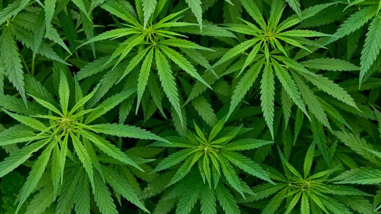 എട്ടര കിലോ കഞ്ചാവ് ഓടയിൽ ഒളിച്ചുവച്ചത് കൊച്ചിയിലെ ഓടയിൽ എട്ടര കിലോ കഞ്ചാവ് ഓടയിൽ ഒളിച്ചുവച്ചത് കൊച്ചിയിലെ ഓടയിൽ