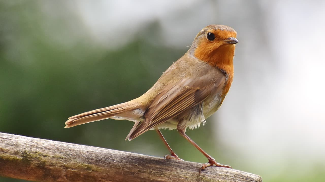 Minnesota: Birds, drunk on berries, create ruckus in neighbourhood