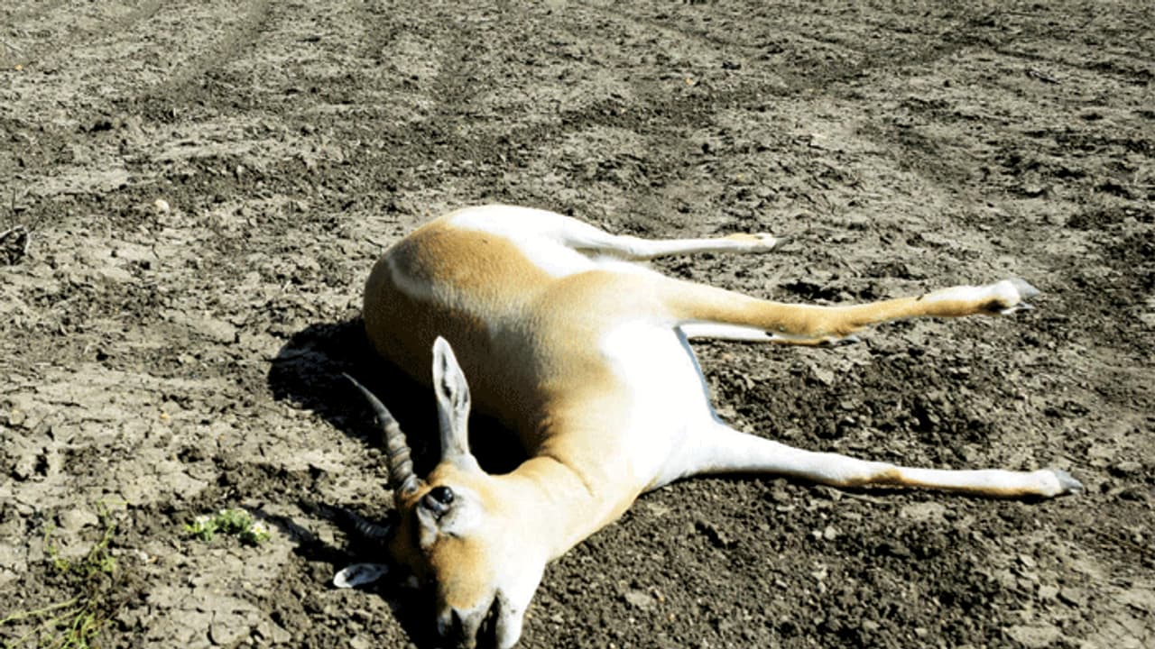 ಒಂದು ವಾರದಲ್ಲಿ 25 ಜಿಂಕೆಗಳ ಸಾವು ಒಂದು ವಾರದಲ್ಲಿ 25 ಜಿಂಕೆಗಳ ಸಾವು