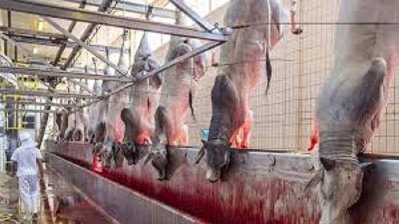 ಸ್ಮಾರ್ಟ್ ಸಿಟಿ ಮಾಡಿ ಅಂತ 15 ಕೋಟಿ ಕೊಟ್ರೆ ಕಸಾಯಿಖಾನೆಗೆ ಕೊಟ್ಟ ಸಚಿವ ಸ್ಮಾರ್ಟ್ ಸಿಟಿ ಮಾಡಿ ಅಂತ 15 ಕೋಟಿ ಕೊಟ್ರೆ ಕಸಾಯಿಖಾನೆಗೆ ಕೊಟ್ಟ ಸಚಿವ