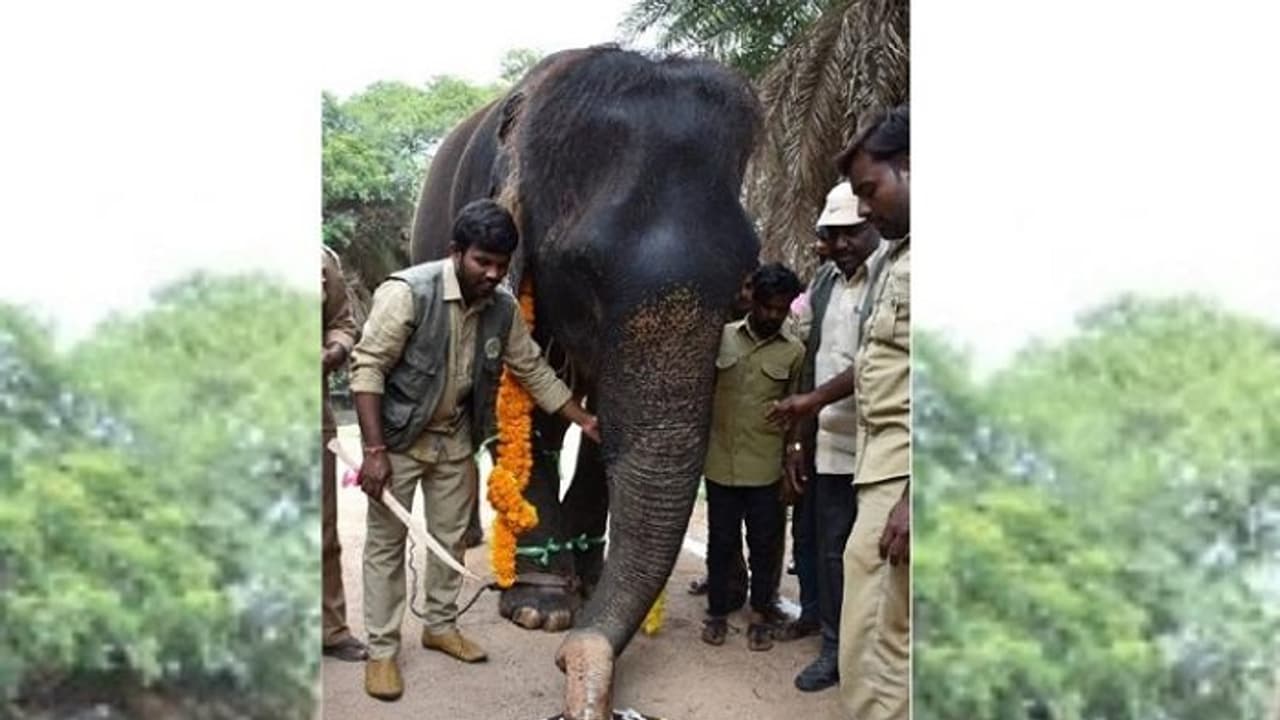 Telangana: Nehru Zoological Park officials celebrate elephant Rani's 80th birthday