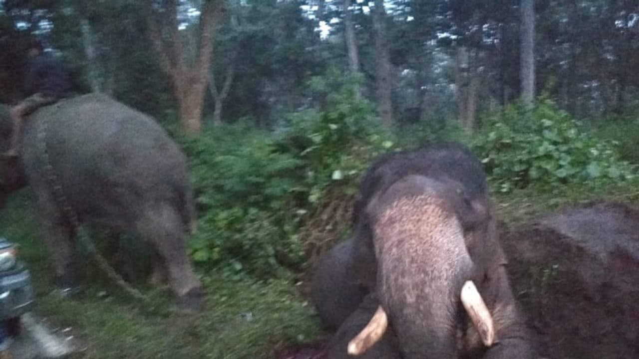 ಅತಿವೇಗದ ಬಸ್ ಡಿಕ್ಕಿ ಹೊಡೆದು ಆನೆ ‘ರೌಡಿರಂಗ’ ಬಲಿ ಅತಿವೇಗದ ಬಸ್ ಡಿಕ್ಕಿ ಹೊಡೆದು ಆನೆ ‘ರೌಡಿರಂಗ’ ಬಲಿ