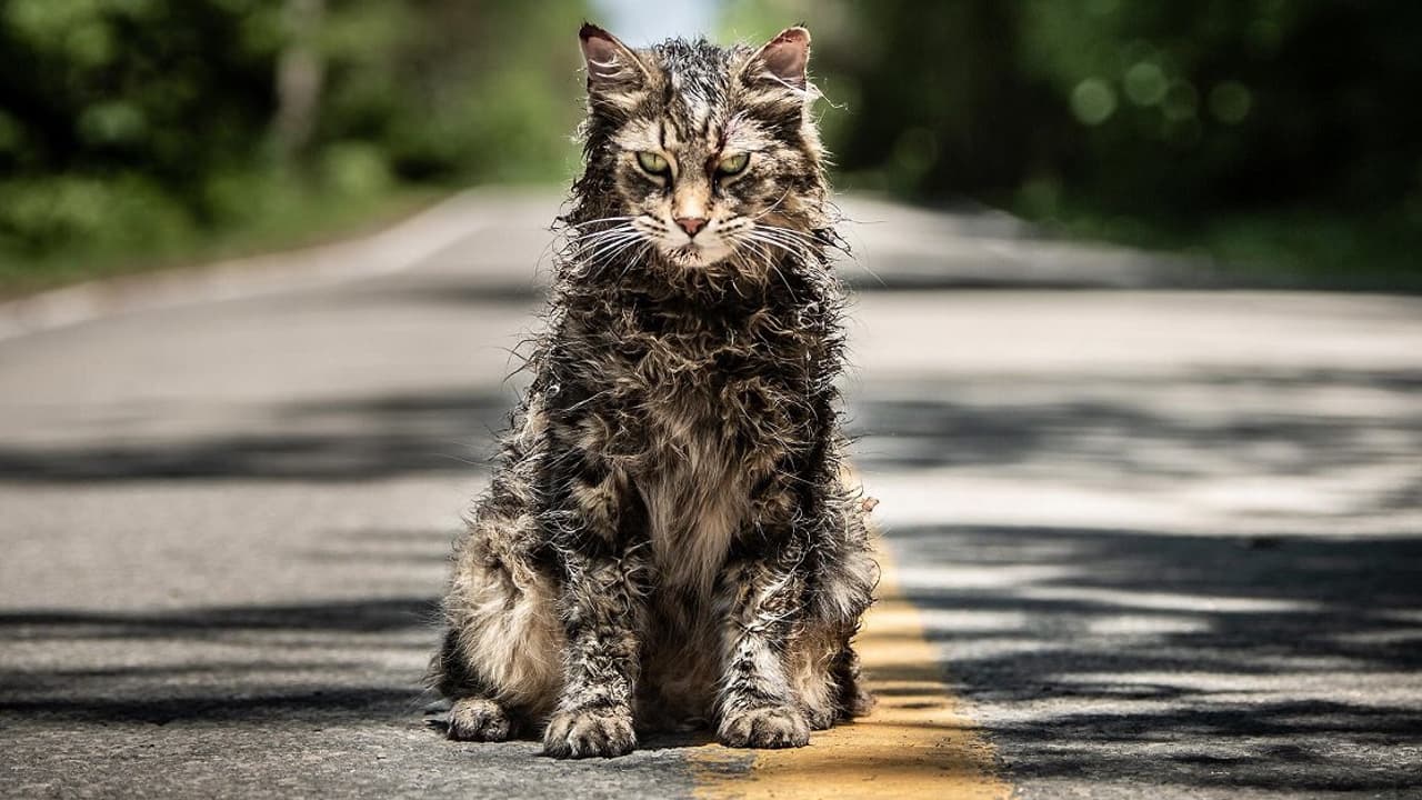 Here's why this cat from Pet Sematary trailer is going viral