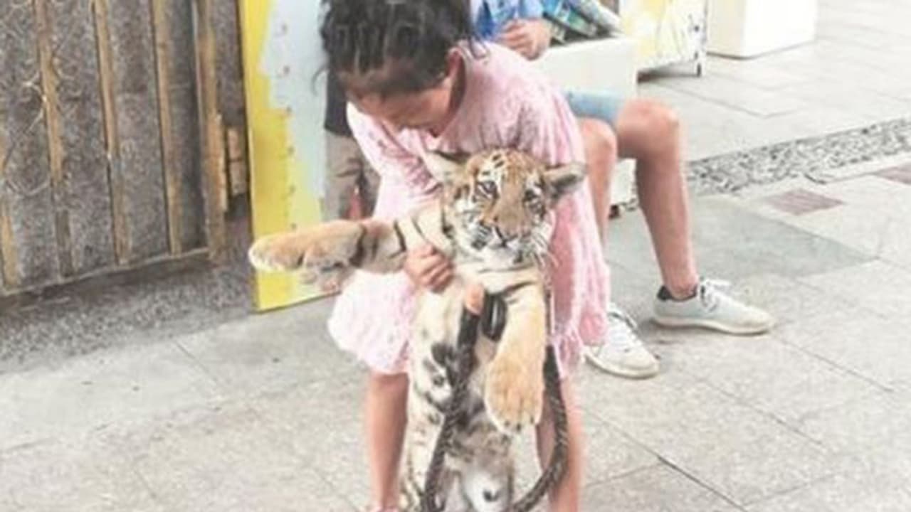 ഇവളുടെ സുഹൃത്ത് ഈ കടുവക്കുട്ടിയാണ് ഇവളുടെ സുഹൃത്ത് ഈ കടുവക്കുട്ടിയാണ്